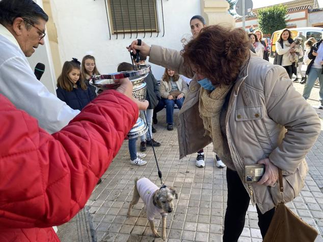 Perros, gatos, pájaros y conejos pasaron por la cola para ser bendecidos