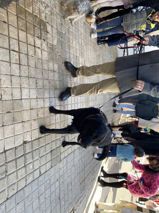 Perros, gatos, pájaros y conejos pasaron por la cola para ser bendecidos