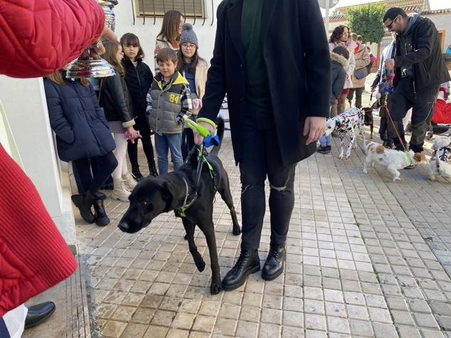 Perros, gatos, pájaros y conejos pasaron por la cola para ser bendecidos