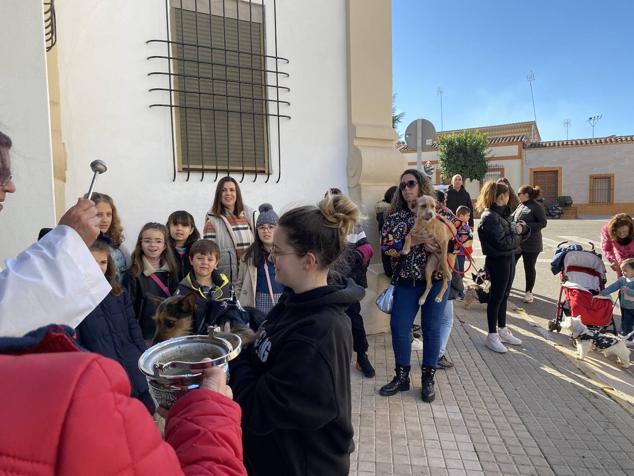 Perros, gatos, pájaros y conejos pasaron por la cola para ser bendecidos