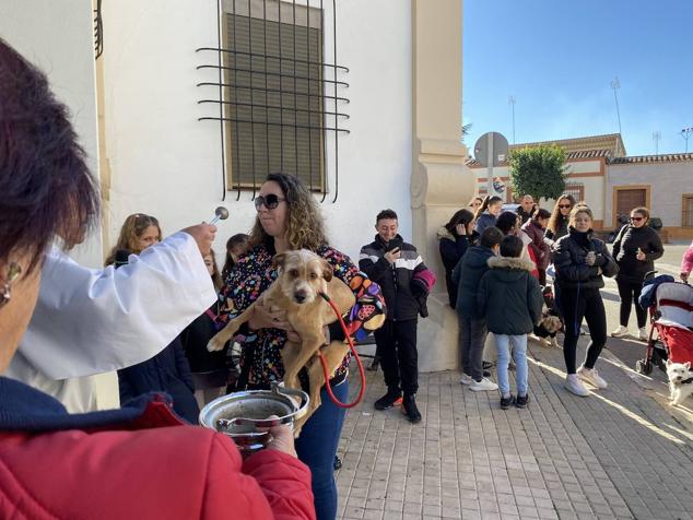 Perros, gatos, pájaros y conejos pasaron por la cola para ser bendecidos
