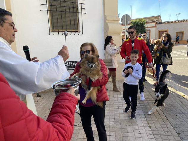 Perros, gatos, pájaros y conejos pasaron por la cola para ser bendecidos