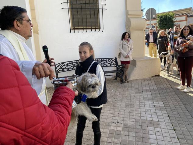 Perros, gatos, pájaros y conejos pasaron por la cola para ser bendecidos
