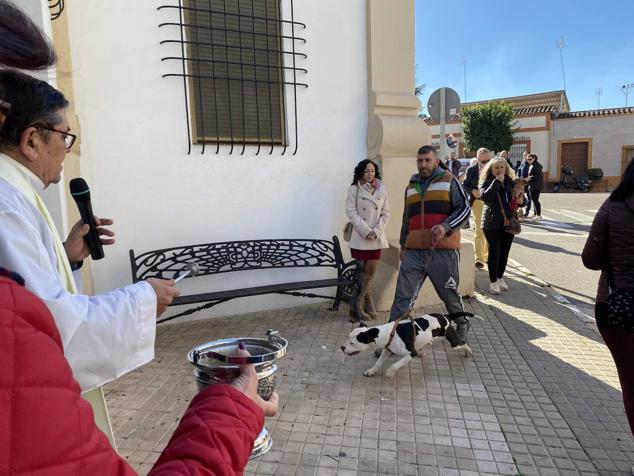 Perros, gatos, pájaros y conejos pasaron por la cola para ser bendecidos