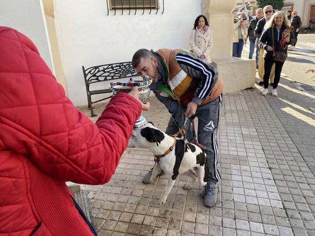 Perros, gatos, pájaros y conejos pasaron por la cola para ser bendecidos