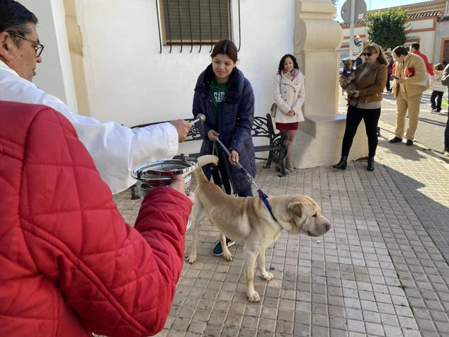 Perros, gatos, pájaros y conejos pasaron por la cola para ser bendecidos