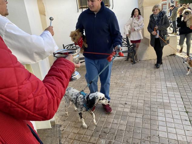 Perros, gatos, pájaros y conejos pasaron por la cola para ser bendecidos