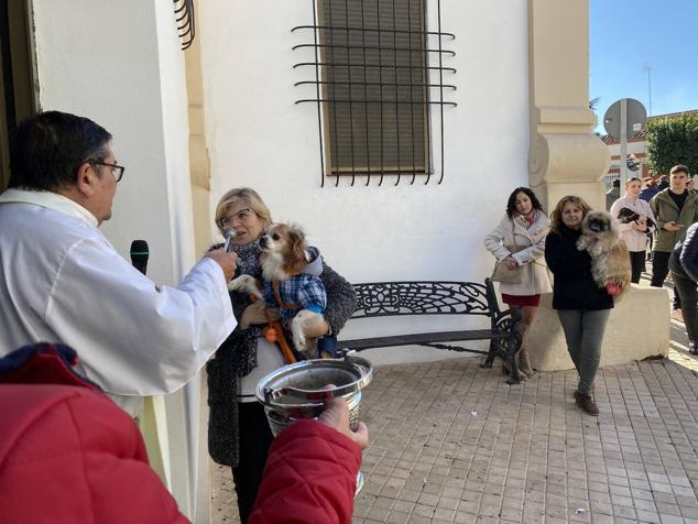 Perros, gatos, pájaros y conejos pasaron por la cola para ser bendecidos