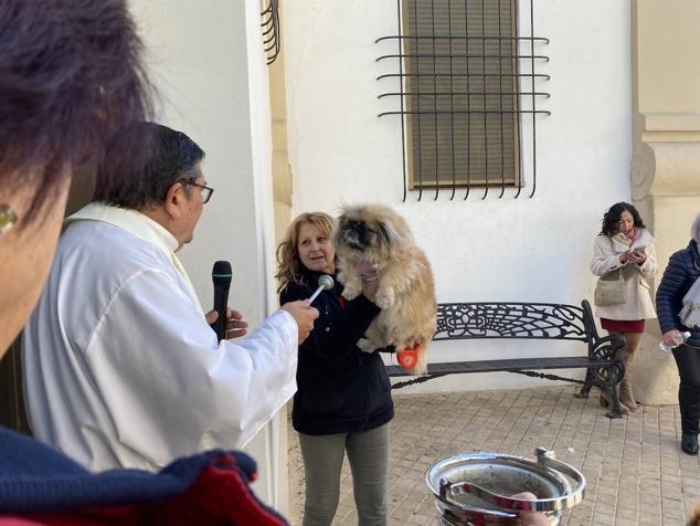 Perros, gatos, pájaros y conejos pasaron por la cola para ser bendecidos