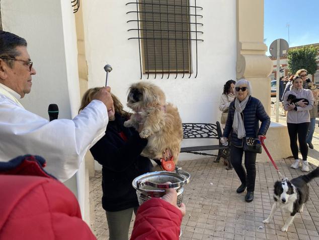 Perros, gatos, pájaros y conejos pasaron por la cola para ser bendecidos