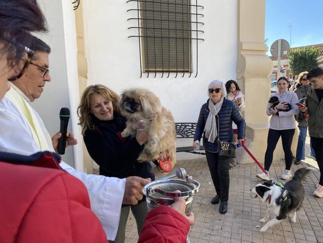Perros, gatos, pájaros y conejos pasaron por la cola para ser bendecidos