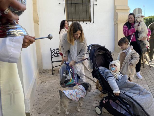 Perros, gatos, pájaros y conejos pasaron por la cola para ser bendecidos
