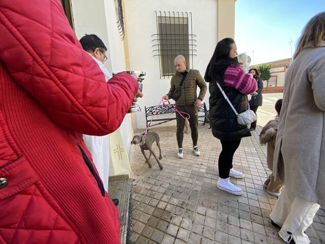 Perros, gatos, pájaros y conejos pasaron por la cola para ser bendecidos