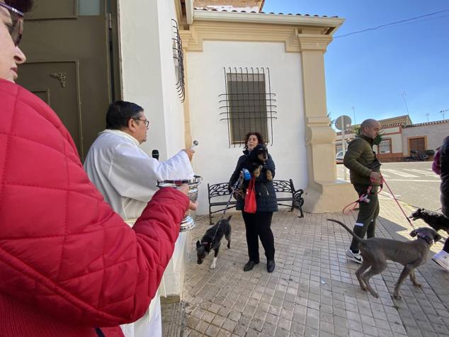 Perros, gatos, pájaros y conejos pasaron por la cola para ser bendecidos