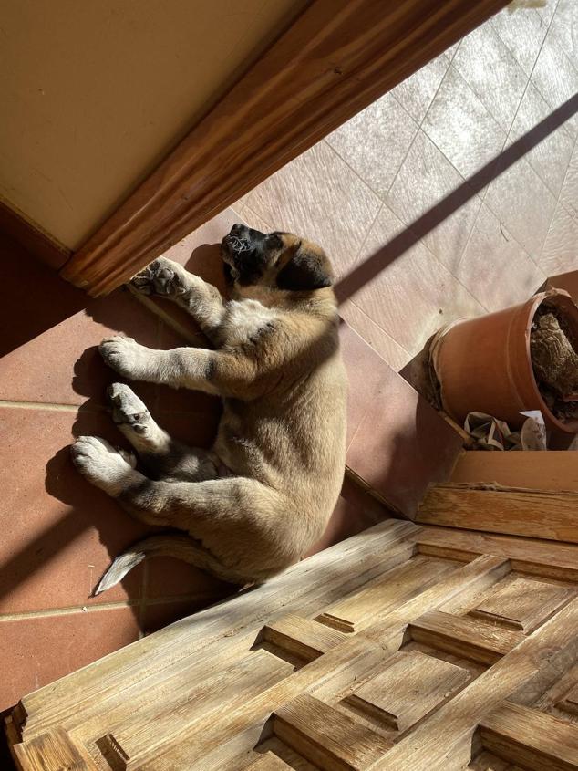 Perros, gatos, pájaros y conejos pasaron por la cola para ser bendecidos