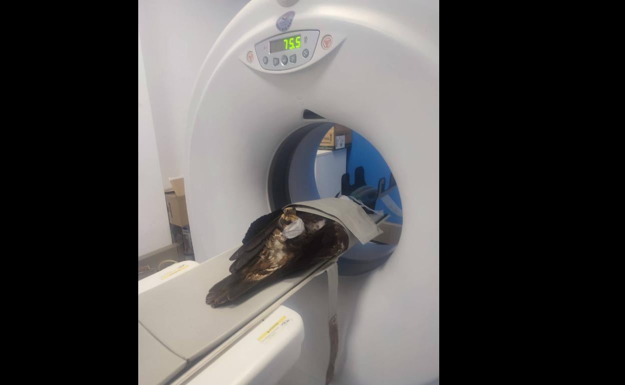 El ave llegó herida al hospital y ya han logrado sanarla. 