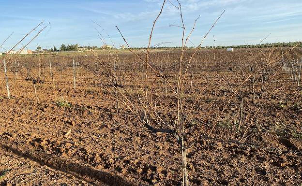 Fernando Cortés gana la 'Tijera de oro' en el II Concurso de poda de Ribera del Guadiana