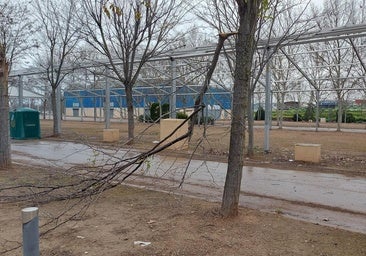 Detalle del destrozo sufrido por un árbol en el ferial junto a la caseta