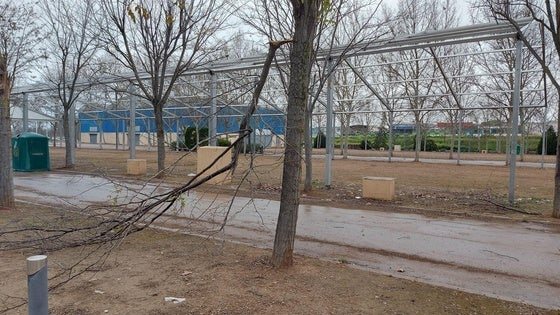 Adenex denuncia de nuevo destrozos en el arbolado del ferial