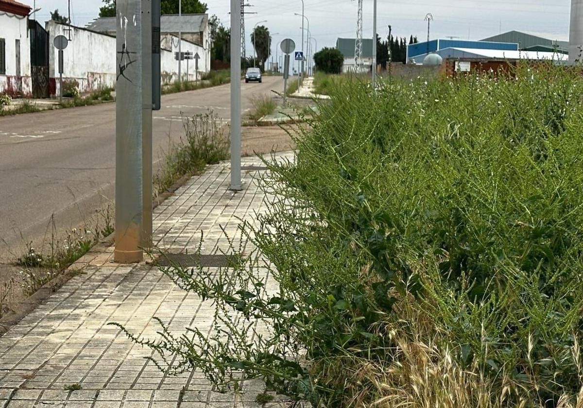 Vox pide el adecentamiento de una de las entradas a la ciudad