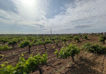 El precio de la uva regresa a la actualidad con el inicio de la campaña