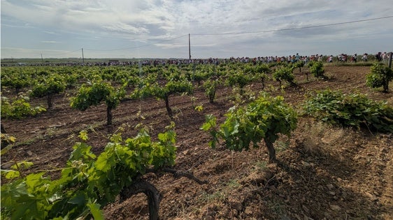 El precio de la uva regresa a la actualidad con el inicio de la campaña