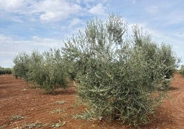 Además de lo robado, los agricultores sufren desperfectos en sus parcelas