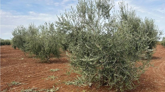 Además de lo robado, los agricultores sufren desperfectos en sus parcelas