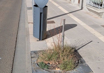 Adenex denuncia 123 incidencias en el arbolado urbano de la ciudad