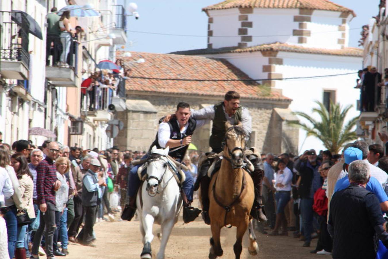 El pasado 22 de abril Arroyo de la Luz volvió a vibrar con el galopar de los caballos que recorrieron la Corredera, ocupada por unas 15.000 personas. En la fiesta participaron 160 jinetes y 4 carrozas, con unos 450 participantes. 