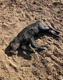 Imagen secundaria 2 - BFotos de las gomas de los bebederos cortadas y la chotilla muerta. 