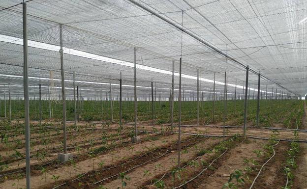 Imagen principal - Uno de los invernaderos y la zona sembrada con sandías, junto a Juan Enciso, quien nos habla de la inversión y puesta en marcha del proyecto. 