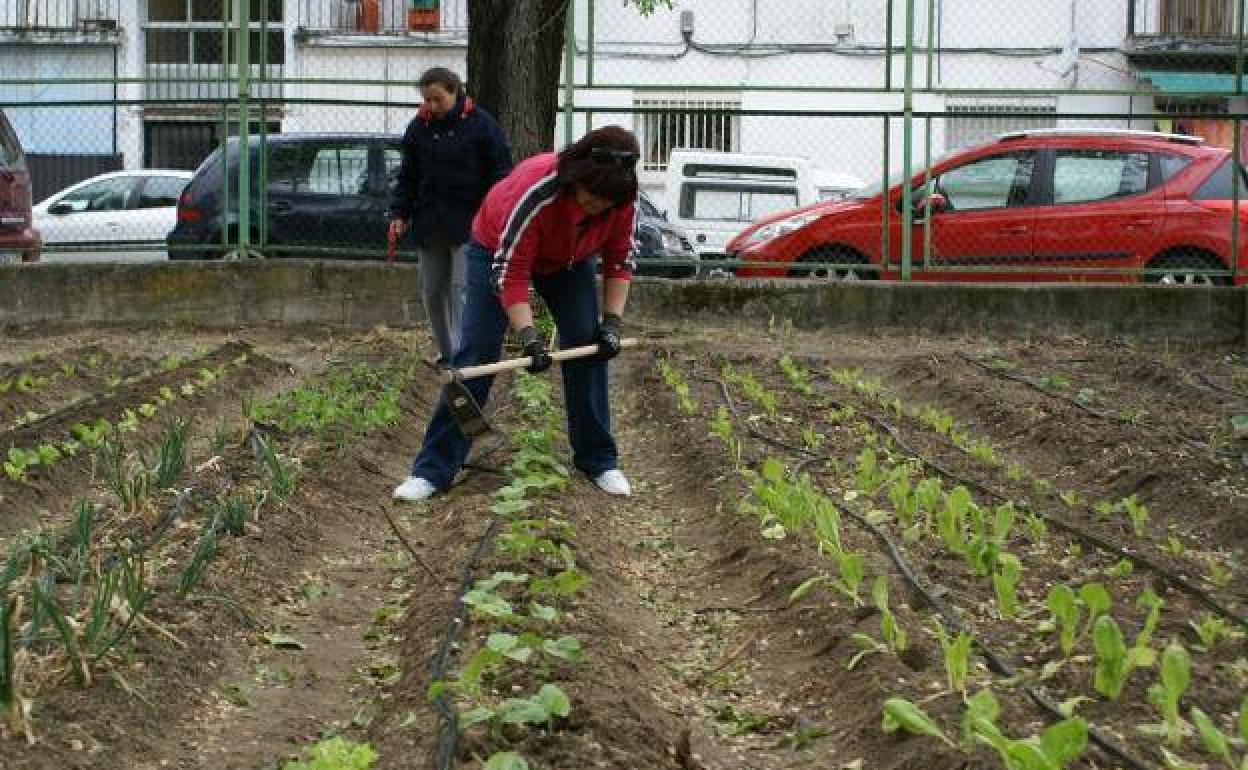 Huerto escolar impulsado por el CPR moralo.