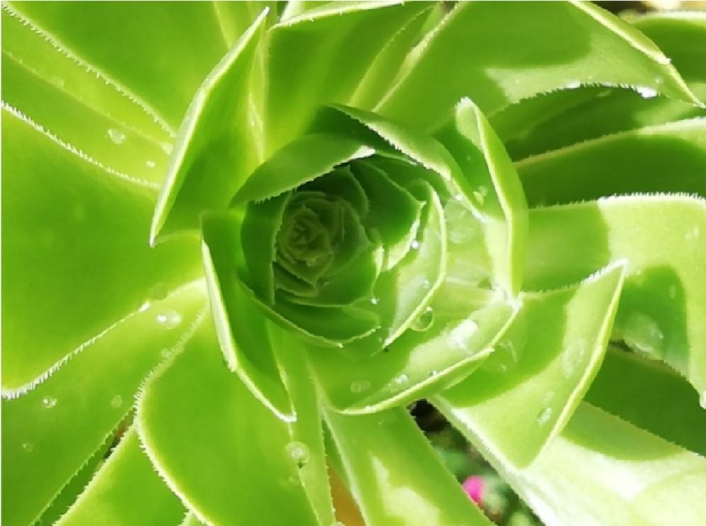 Imagen principal - 'Geometría en mi jardín', 'La primavera trompetera' y 'Alma primaveral'. 