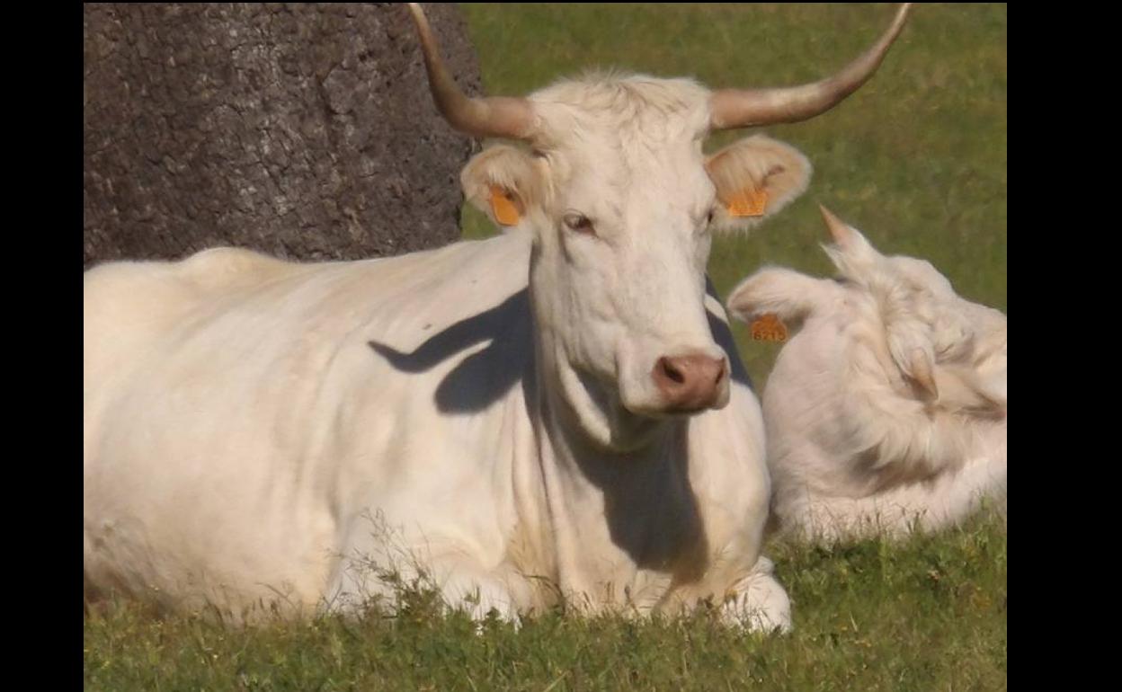La dehesa arroyana, refugio de la Vaca Blanca Cacereña