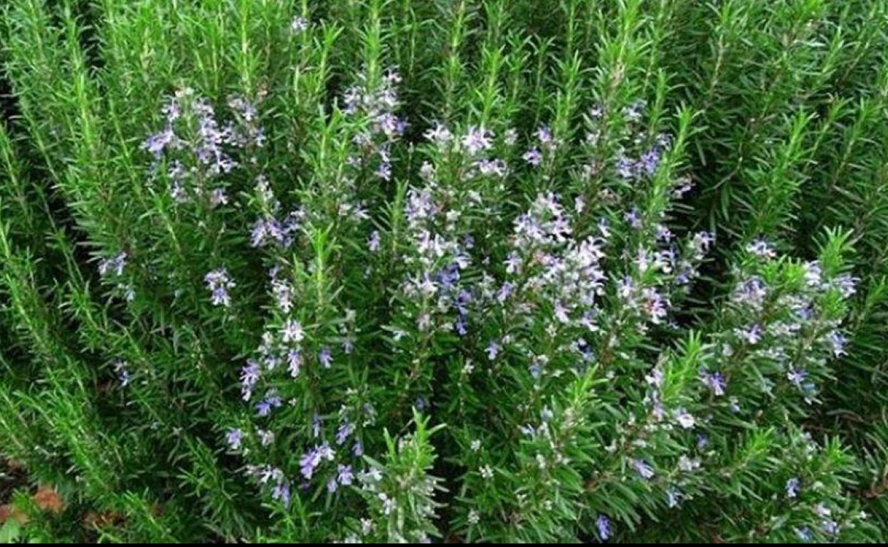Plantas de romero. 
