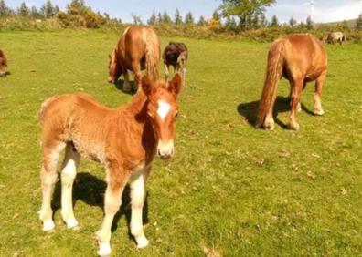 Imagen secundaria 1 - La dehesa arroyana, un paraíso que alberga al caballo hispano-bretón