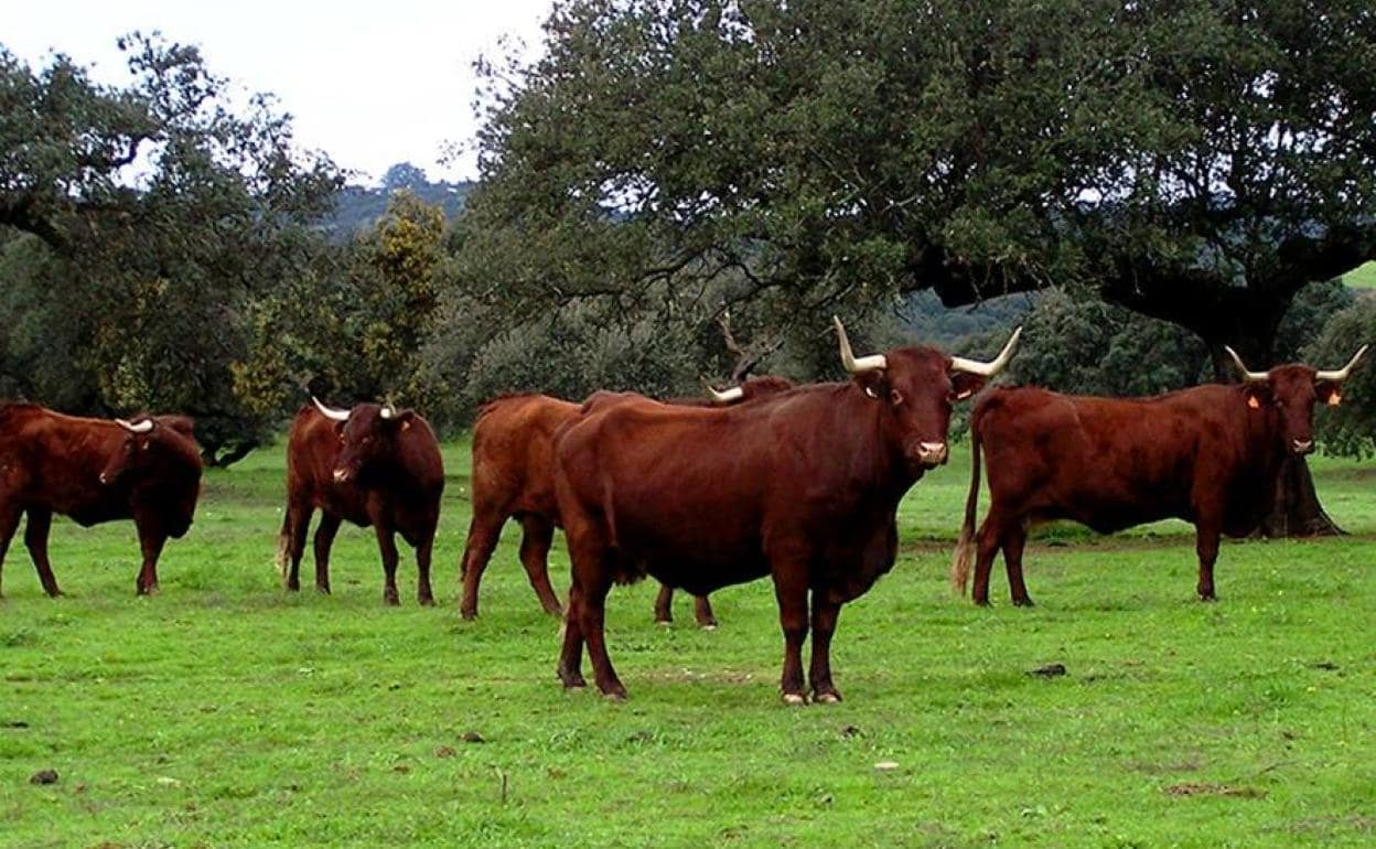 Varios ejemplares de la dehesa arroyana. 