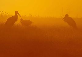 'Pereza', fotografía de Manuel Montero, segundo premio del certamen.
