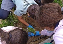 Varios alumnos durante una de las actividades de plantación de vegetación.
