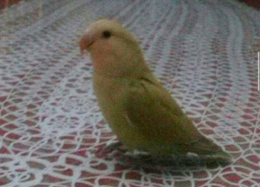 Se busca agaporni perdido en la calle Albuera