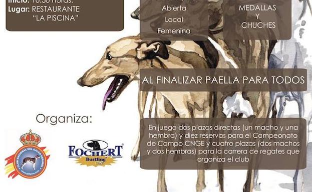 Concurso morfológico de galgo español, el 7 de abril en Quintana