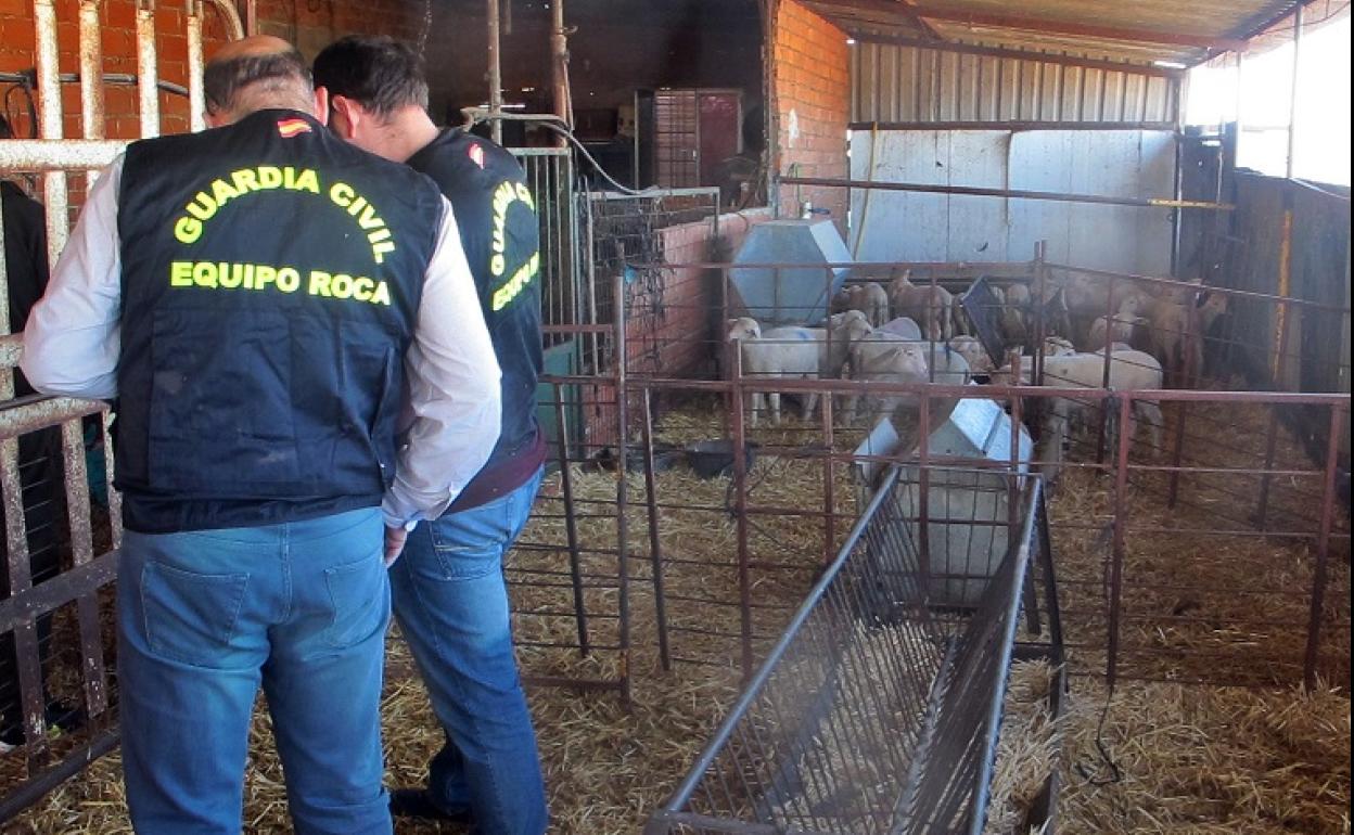 Agentes de la Guardia Civil inspección la explotación que receptaba los animales robados. 