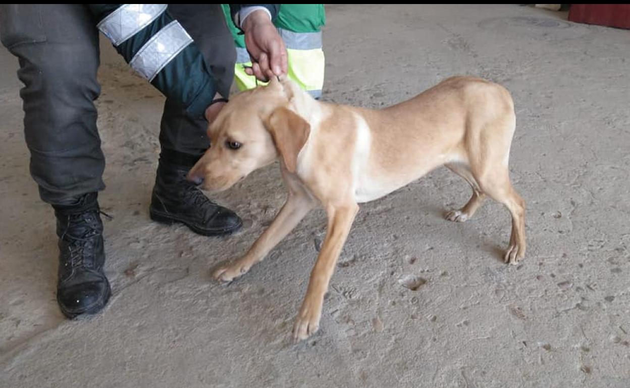La protectora denunciará los casos de perros sin microchip implantado