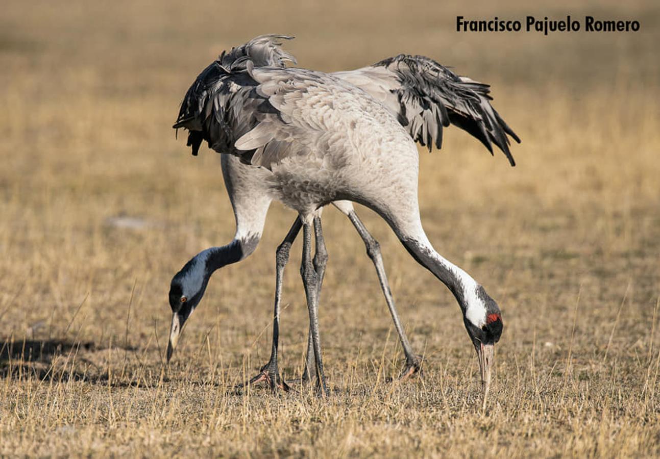Han sido muchas las fotografías que han capturado momentos divertidos, entrañables, espectaculares y curiosos de nuestros animales. Salvajes o domésticos, han estado en el punto de mira de muchos aficionados a la fotografía y amantes de los animales. Ellos que han querido compartir esos momentos en las redes sociales, y optar al calendario de SOS Animales Campanario. Aquí están aquellas fotos que han sido colgadas en la página 'Los Cigüeños' con el hastag #calendarioanimales.