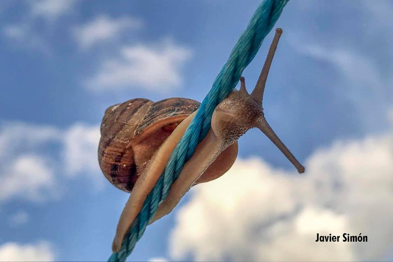Han sido muchas las fotografías que han capturado momentos divertidos, entrañables, espectaculares y curiosos de nuestros animales. Salvajes o domésticos, han estado en el punto de mira de muchos aficionados a la fotografía y amantes de los animales. Ellos que han querido compartir esos momentos en las redes sociales, y optar al calendario de SOS Animales Campanario. Aquí están aquellas fotos que han sido colgadas en la página 'Los Cigüeños' con el hastag #calendarioanimales.