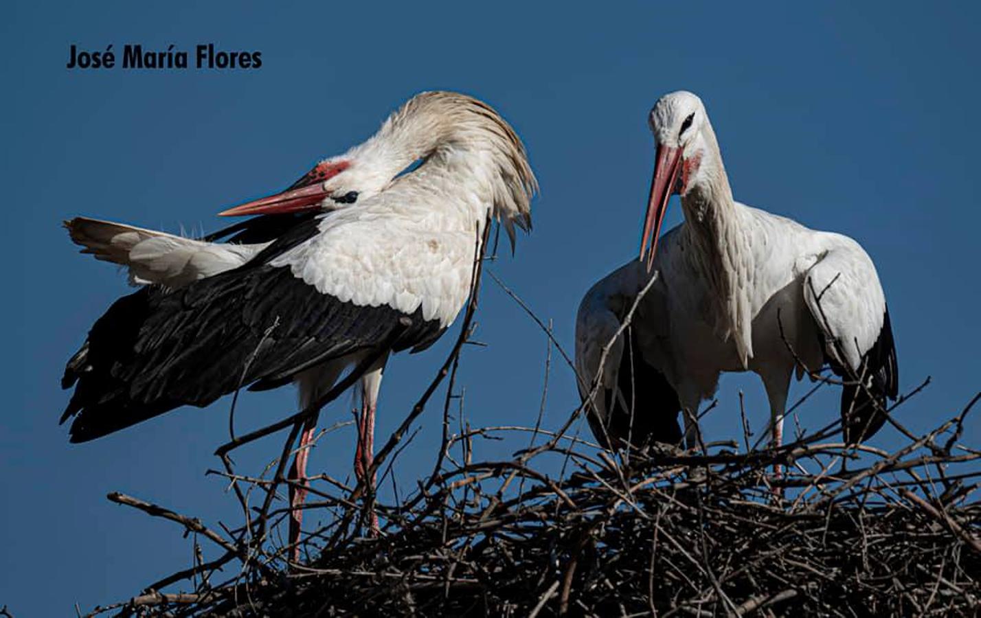 Han sido muchas las fotografías que han capturado momentos divertidos, entrañables, espectaculares y curiosos de nuestros animales. Salvajes o domésticos, han estado en el punto de mira de muchos aficionados a la fotografía y amantes de los animales. Ellos que han querido compartir esos momentos en las redes sociales, y optar al calendario de SOS Animales Campanario. Aquí están aquellas fotos que han sido colgadas en la página 'Los Cigüeños' con el hastag #calendarioanimales.