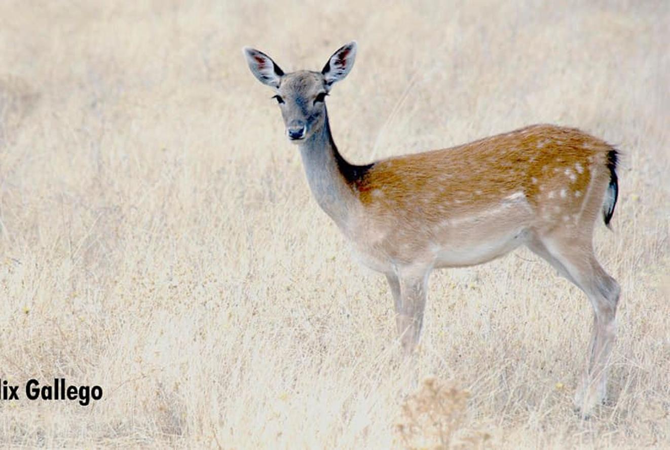 Han sido muchas las fotografías que han capturado momentos divertidos, entrañables, espectaculares y curiosos de nuestros animales. Salvajes o domésticos, han estado en el punto de mira de muchos aficionados a la fotografía y amantes de los animales. Ellos que han querido compartir esos momentos en las redes sociales, y optar al calendario de SOS Animales Campanario. Aquí están aquellas fotos que han sido colgadas en la página 'Los Cigüeños' con el hastag #calendarioanimales.