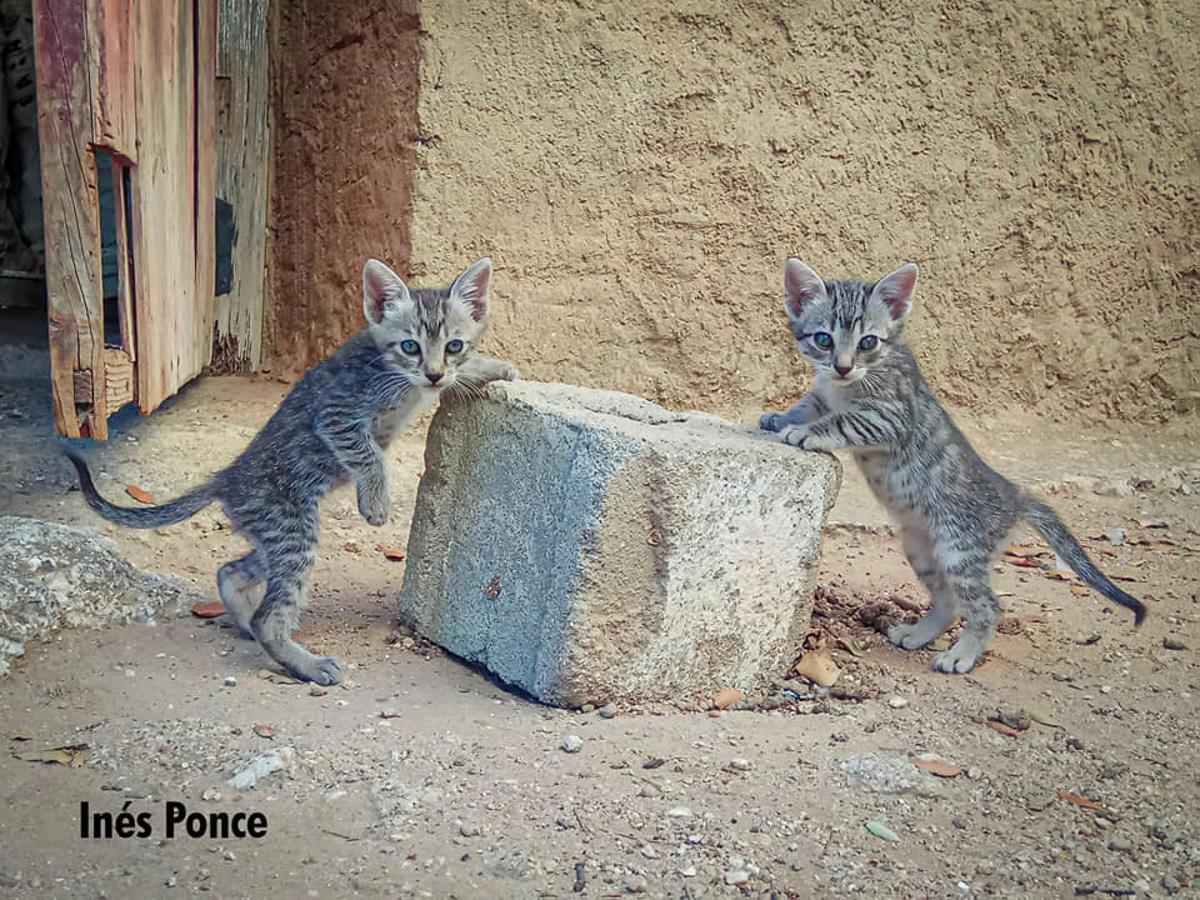 Han sido muchas las fotografías que han capturado momentos divertidos, entrañables, espectaculares y curiosos de nuestros animales. Salvajes o domésticos, han estado en el punto de mira de muchos aficionados a la fotografía y amantes de los animales. Ellos que han querido compartir esos momentos en las redes sociales, y optar al calendario de SOS Animales Campanario. Aquí están aquellas fotos que han sido colgadas en la página 'Los Cigüeños' con el hastag #calendarioanimales.