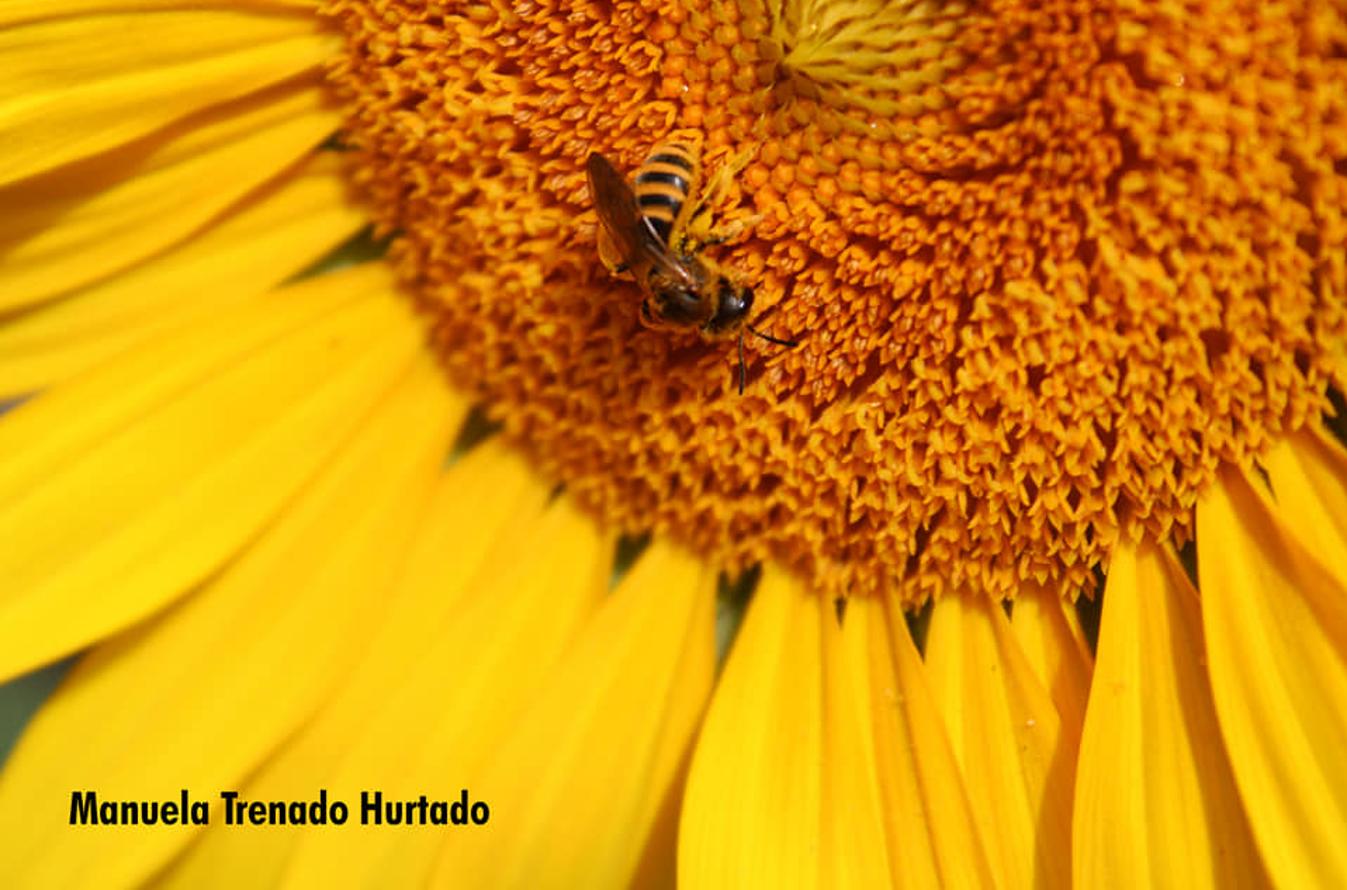 Han sido muchas las fotografías que han capturado momentos divertidos, entrañables, espectaculares y curiosos de nuestros animales. Salvajes o domésticos, han estado en el punto de mira de muchos aficionados a la fotografía y amantes de los animales. Ellos que han querido compartir esos momentos en las redes sociales, y optar al calendario de SOS Animales Campanario. Aquí están aquellas fotos que han sido colgadas en la página 'Los Cigüeños' con el hastag #calendarioanimales.